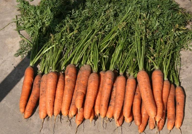 Любимица отечественных овощеводов — морковь витаминная 6. подробная характеристика и особенности выращивания