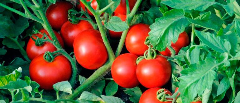 Описание и характеристика томатов сорта леопольд