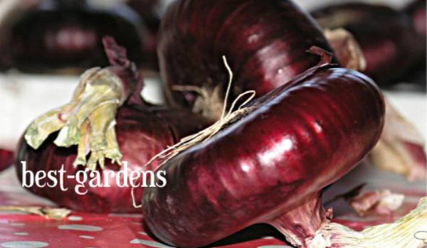 Один из самых вкусных сортов лука: ялтинский