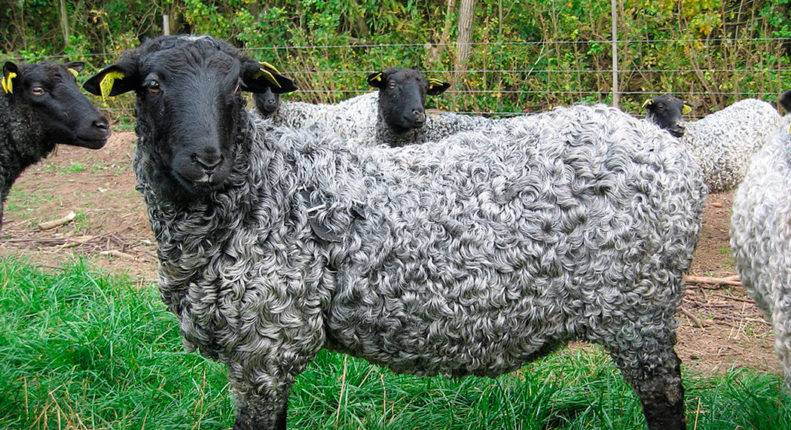 Восточно-фризская порода овец: описание и характеристика