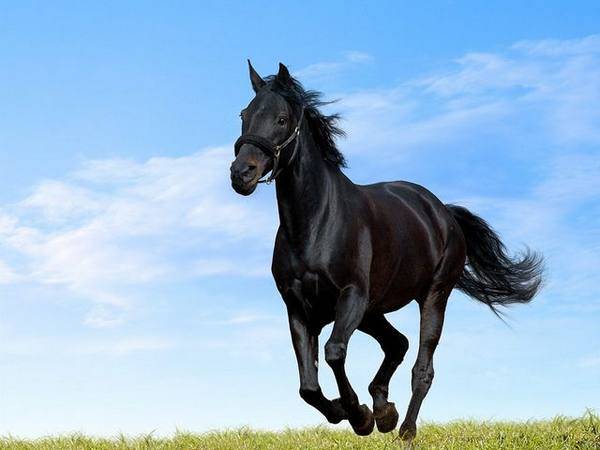 Лошади с окрасом черной масти