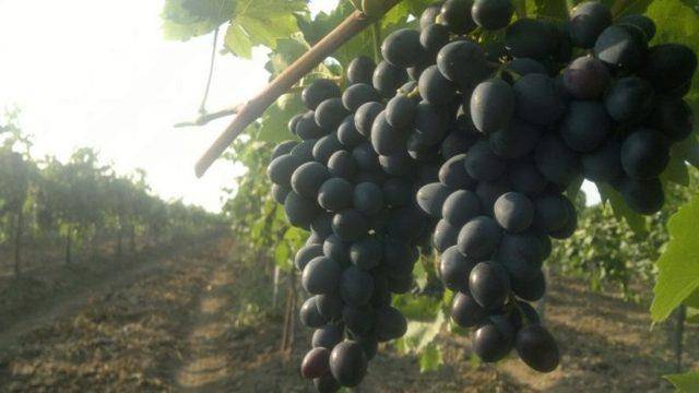 Как выращивать виноград аркадия правильно
