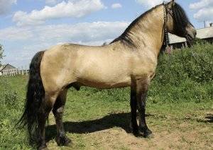 Вятская порода лошадей: описание, внешность, характер, применение