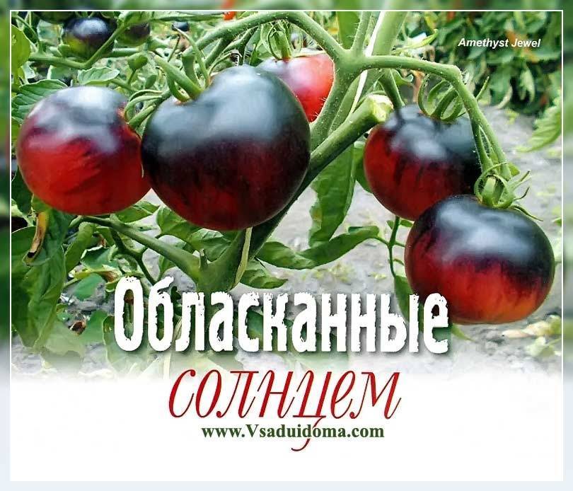 Описание сорта томата Безумие Касади, его характеристика и урожайность