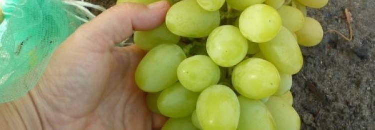 Сорта винограда — лучшие сорта, характеристики и особенности выращивания (75 фото)