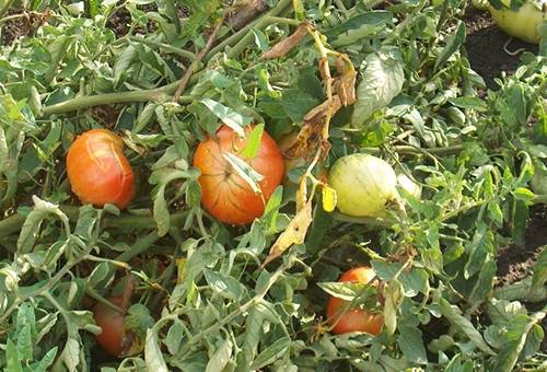 Как избавиться от белокрылки на огурцах и помидорах в теплице