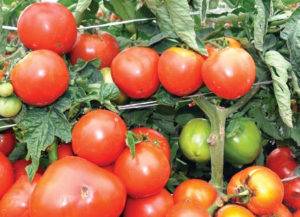 Новейший перспективный сорт, который придется вам по душе — томат «король сибири»:  фото и отличительные черты