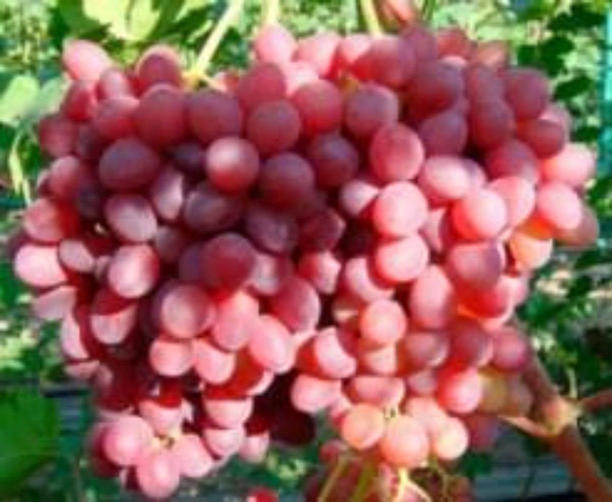 Красивый сорт со сладким черешнево-мускатным вкусом: виноград «рута»