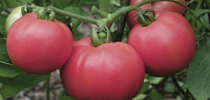Характеристика и описание сорта томата Торбей, его урожайность