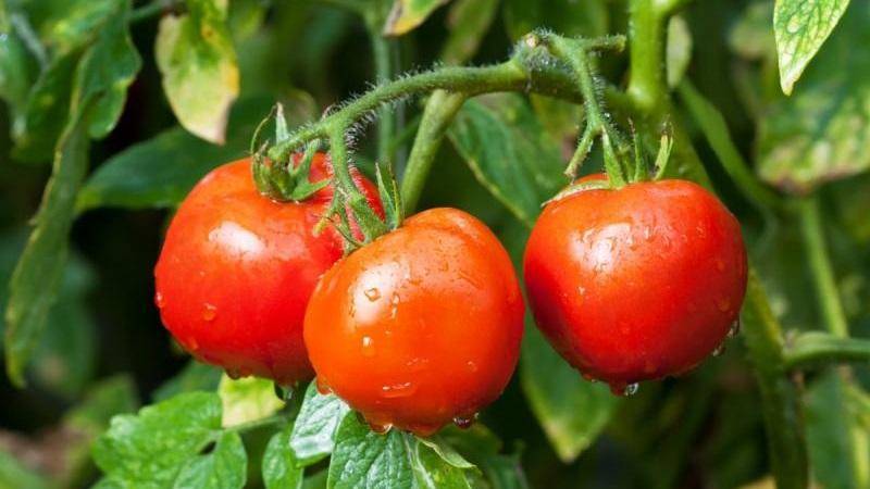 Кустовые томаты: сорта
