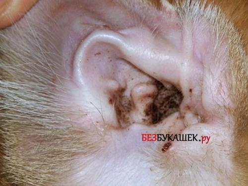Как проводится лечение ушного клеща у кроликов народными средствами и медицинскими препаратами