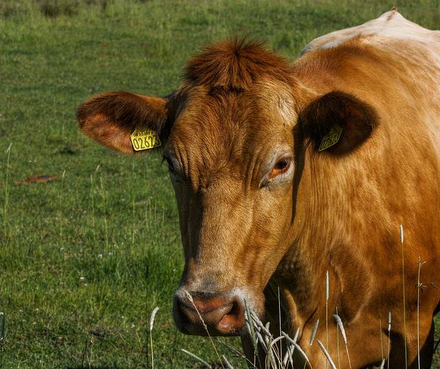 Трихомоноз крупнорогатого скота: причины появления заболевания, симптомы, правила лечения