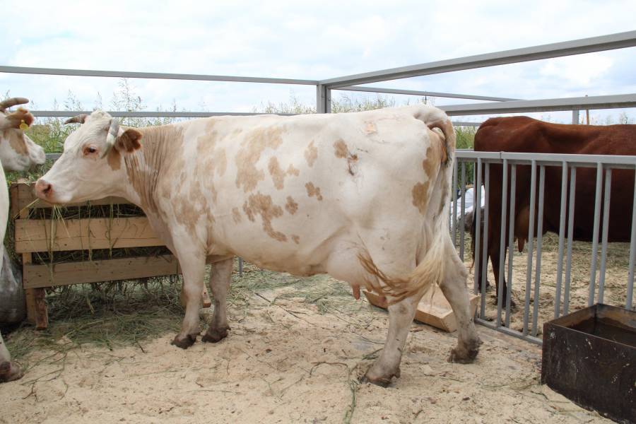 Разновидности привязного содержания коров, преимущества и недостатки, важные правила 
