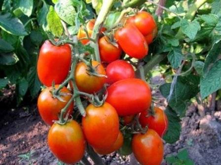 Томат шарада: описание и характеристика сорта, урожайность с фото