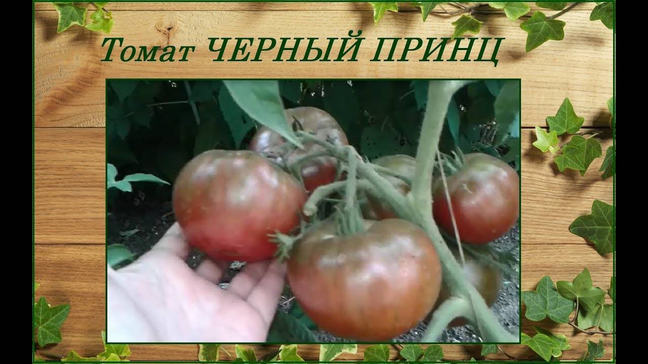 Сорт томатов "черный принц": особенности выращивания