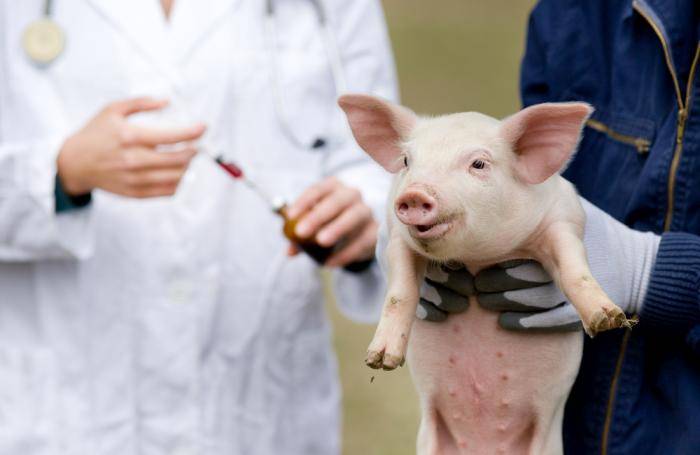 Виды и симптомы кожных заболеваний у свиней, лечение и профилактика