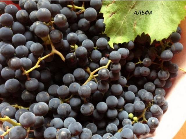 Сорт винограда Гарнача: описание и вкус, выращивание и уход с фото