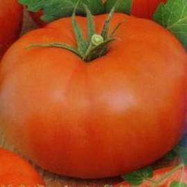 Император огорода – сорт томата «петр первый» f1: описание, фото и особенности выращивания