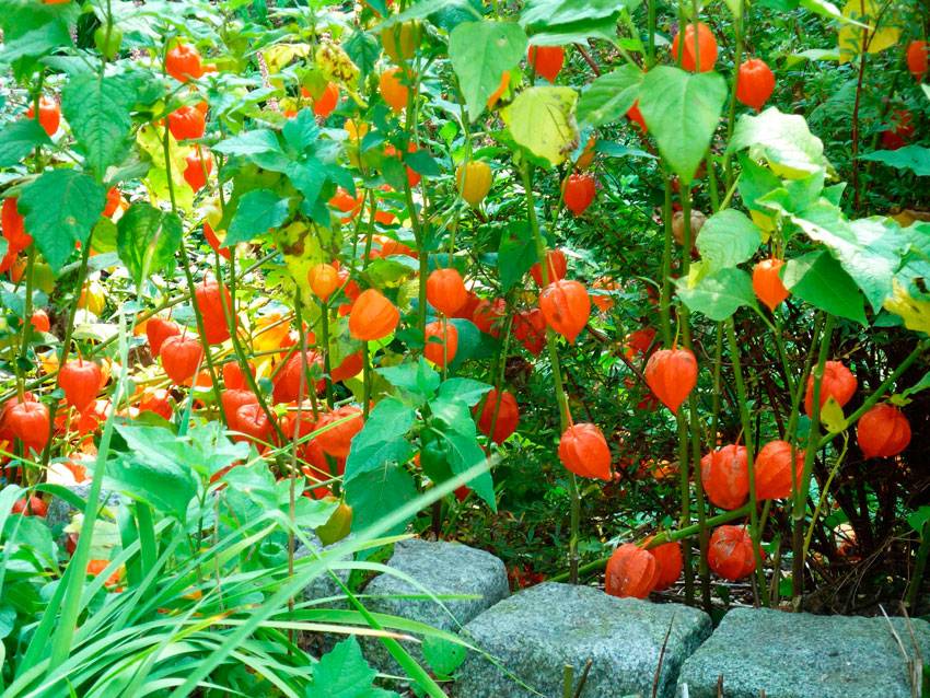 Как вырастить вкусные дыни в теплице: советы по подбору сортов и агротехнике