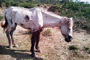 Какие болезни бывают у лошадей, методы их лечения и профилактики