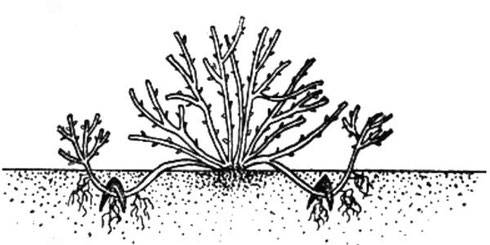 Размножение смородины черенками после плодоношения