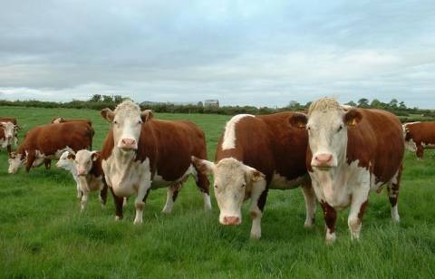 Бестужевские коровы: описание, уход и кормление