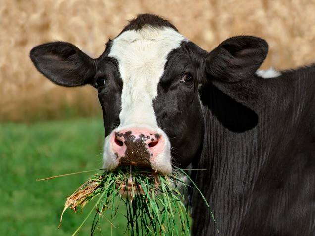 Какие существуют болезни копыт у коров? основная симптоматика, лечение и профилактика