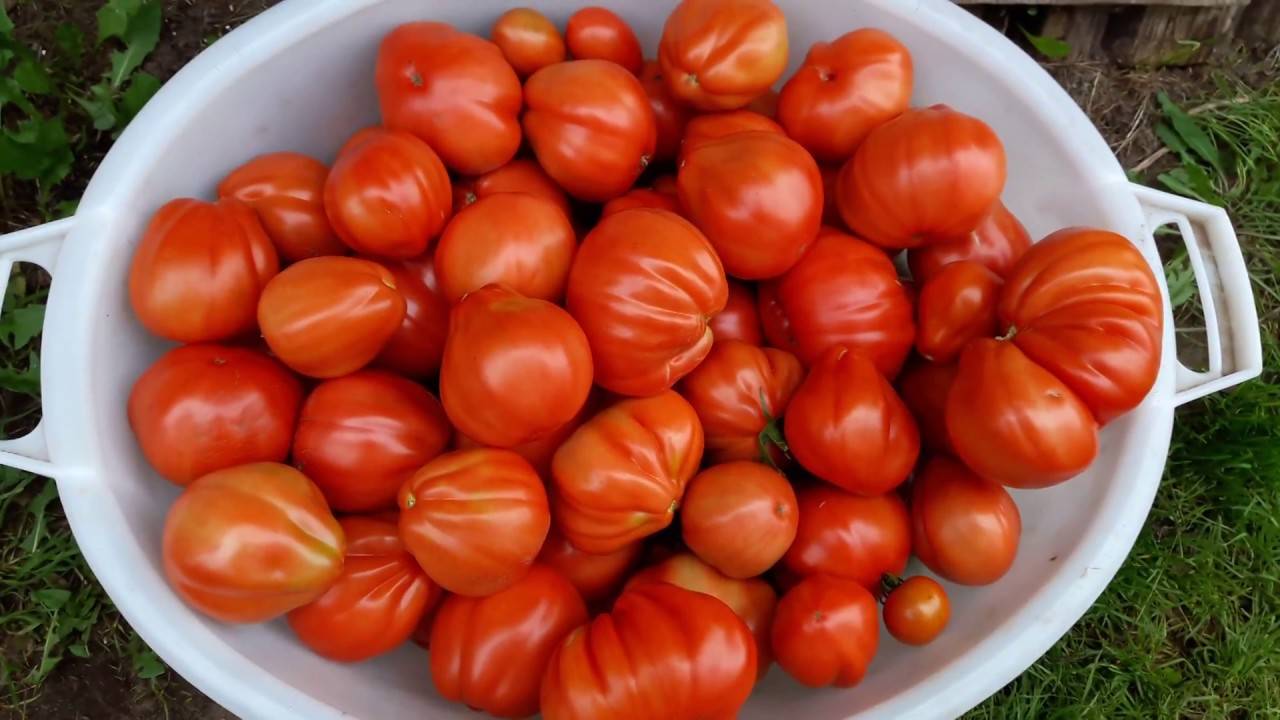 Томат пузата хата: выращивание помидор, характеристика и описание