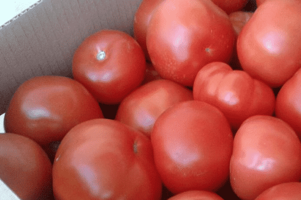 Описание сорта томата райское яблоко, особенности выращивания и ухода