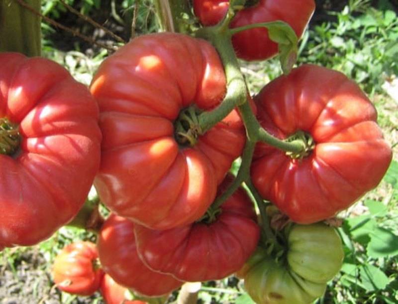 Сорт томата гармошка: отзывы + фото