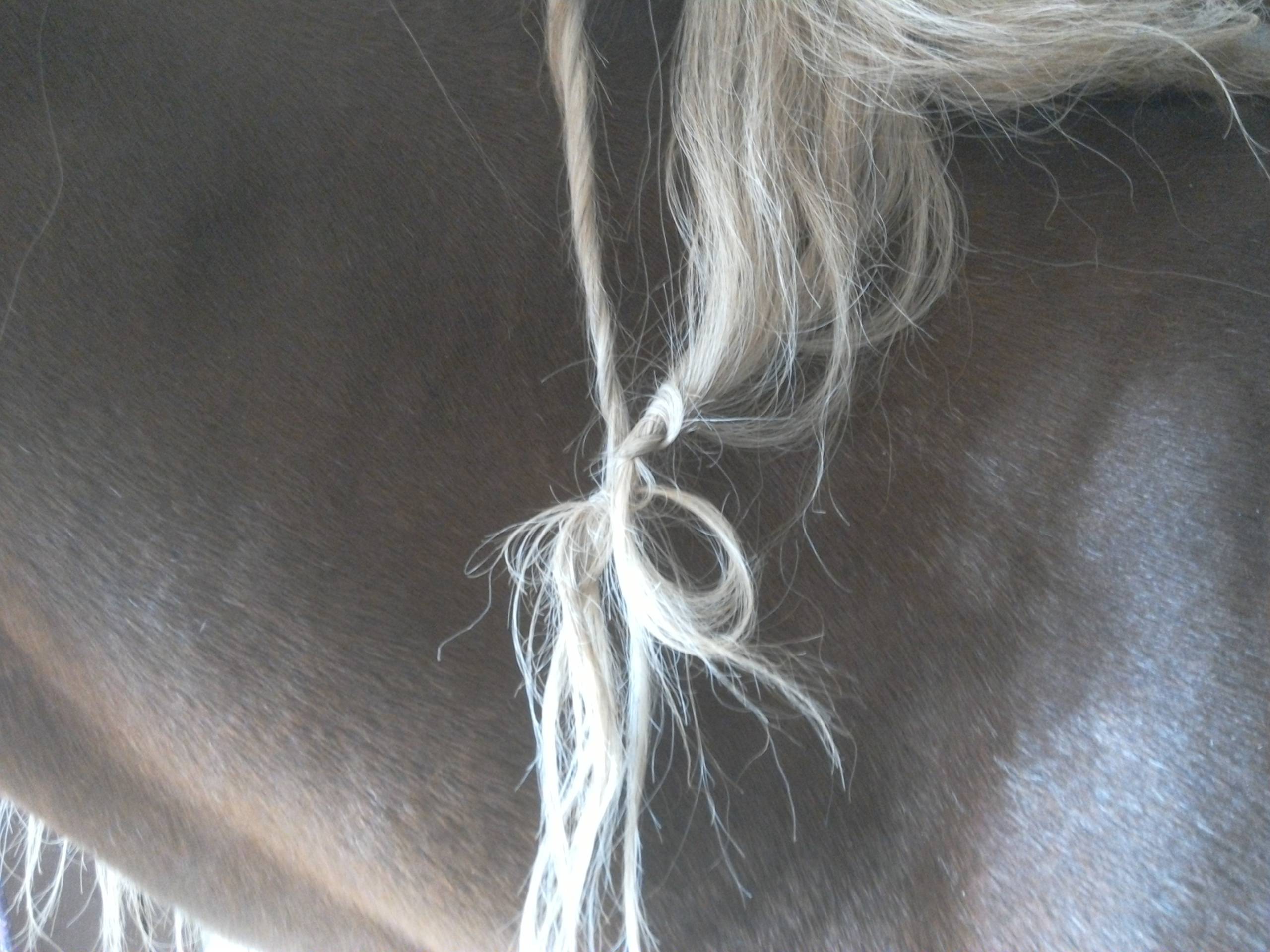 Грива лошади: для чего нужна, как заплести и подстричь, правила ухода