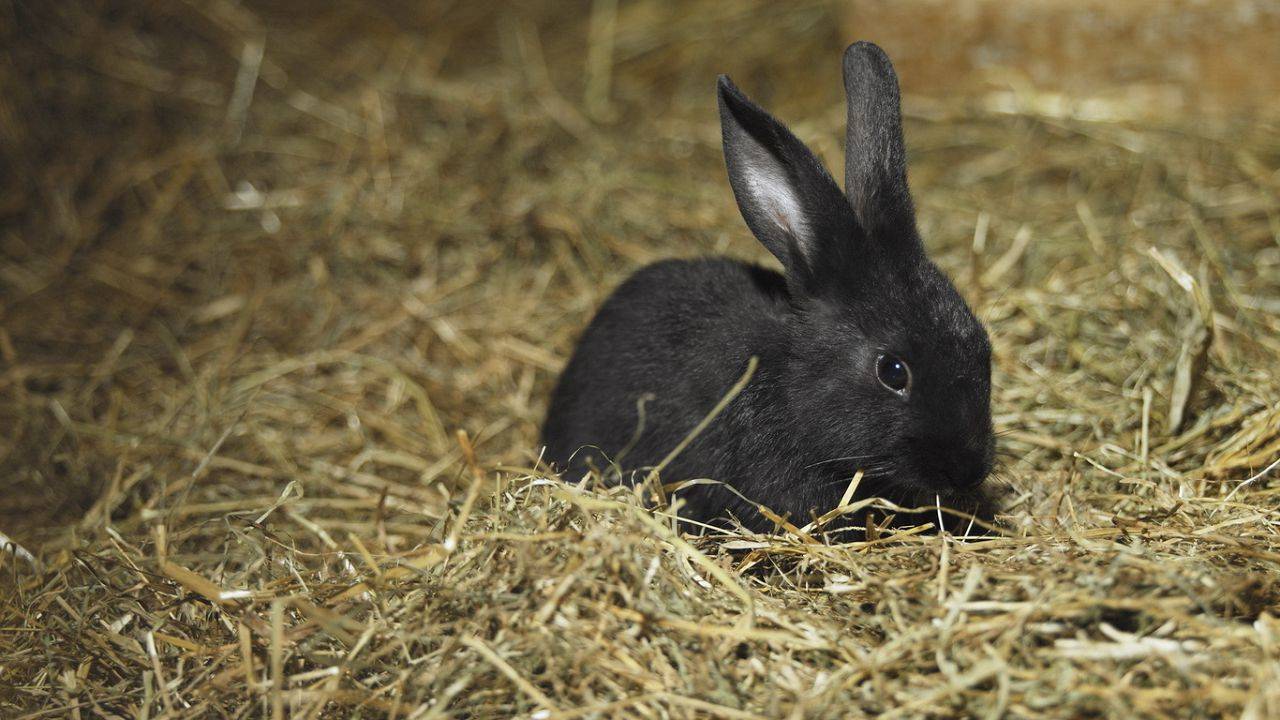 Как, когда и чем кормить кроликов?