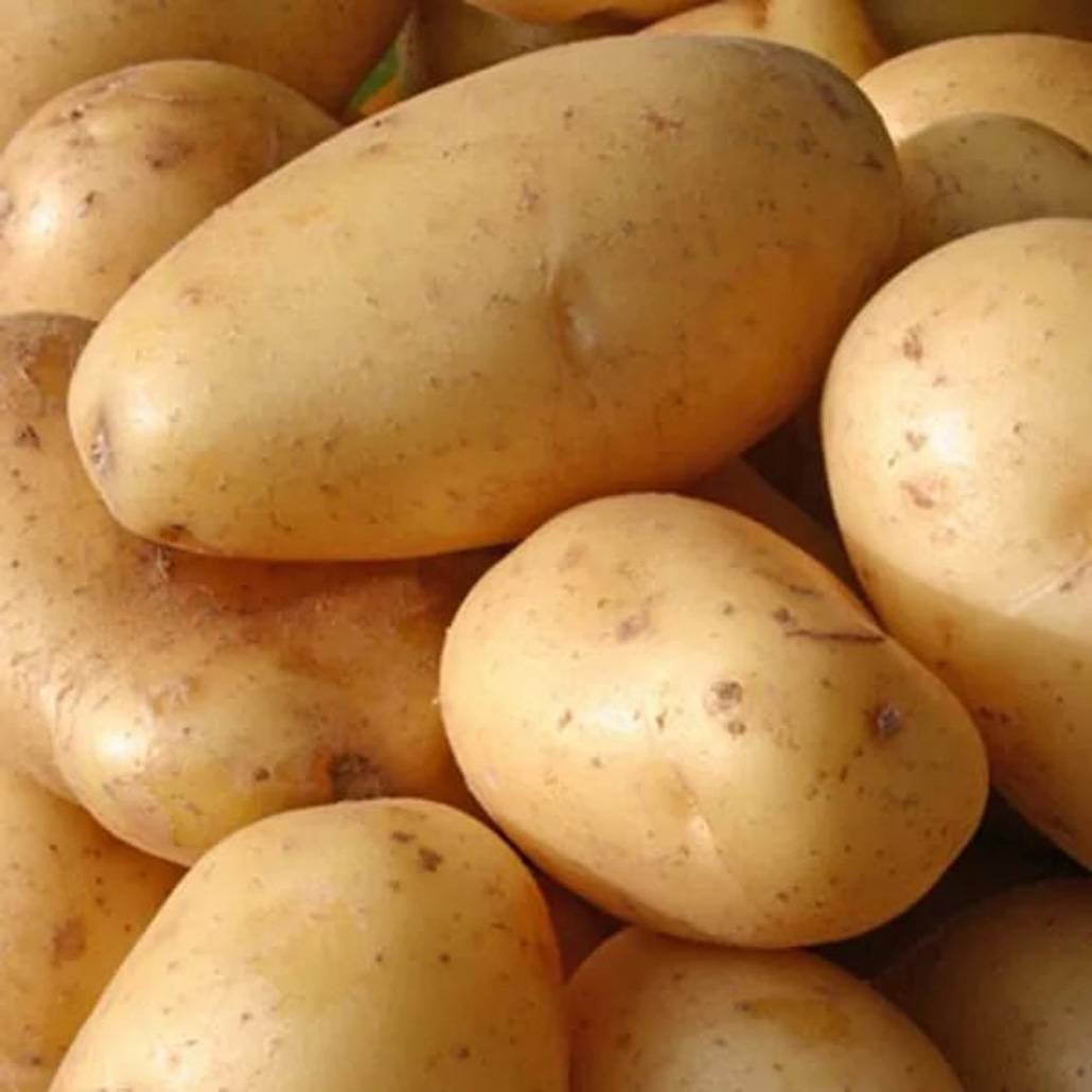 Картофель рябинушка — описание сорта, фото, отзывы, посадка и уход