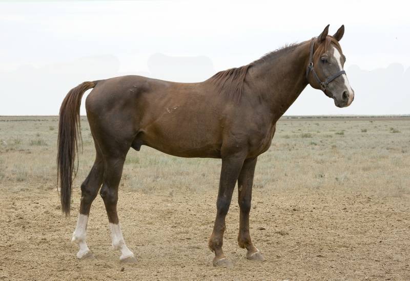 Как получить самую лучшую лошадь в red dead redemption 2: породы лошадей, цены, характеристики, как чистить, приручать, воскрешать и прокачивать лошадь