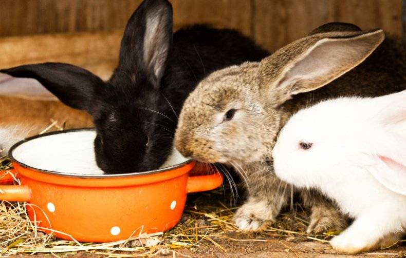 «соликокс» для кроликов: инструкция по применению и дозировка