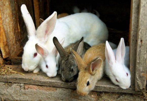 Разведение кроликов: уход и содержание в клетках