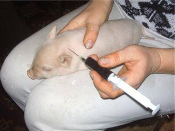 Статьи по кормлению свиней на piginfo  | кормовые добавки и стимуляторы роста для свиней