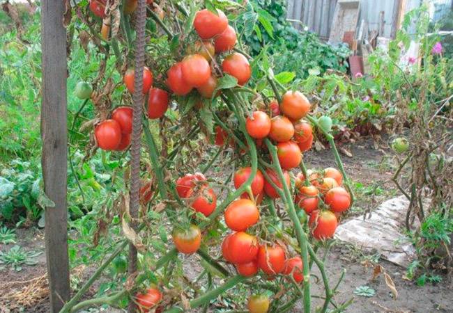 Характеристика и описание помидоров сорта Де Барао