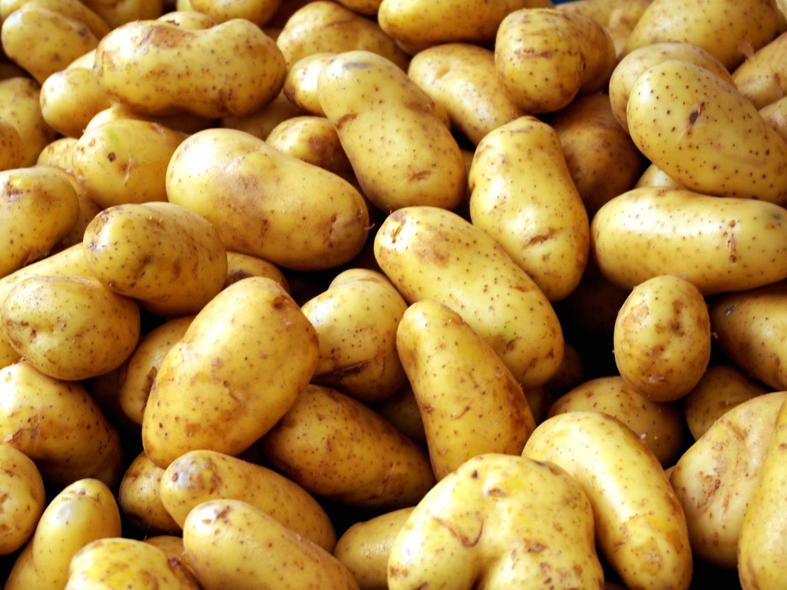 Картофель сорта жуковский: ранний урожай на вашей грядке