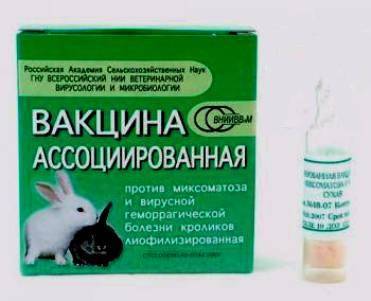 Прививки кроликам: какие и когда делать