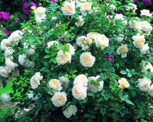 Описание розы сорта Крокус Роуз, особенности посадки и ухода