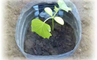 Выращивание огурцов под пленкой – популярная агротехника
