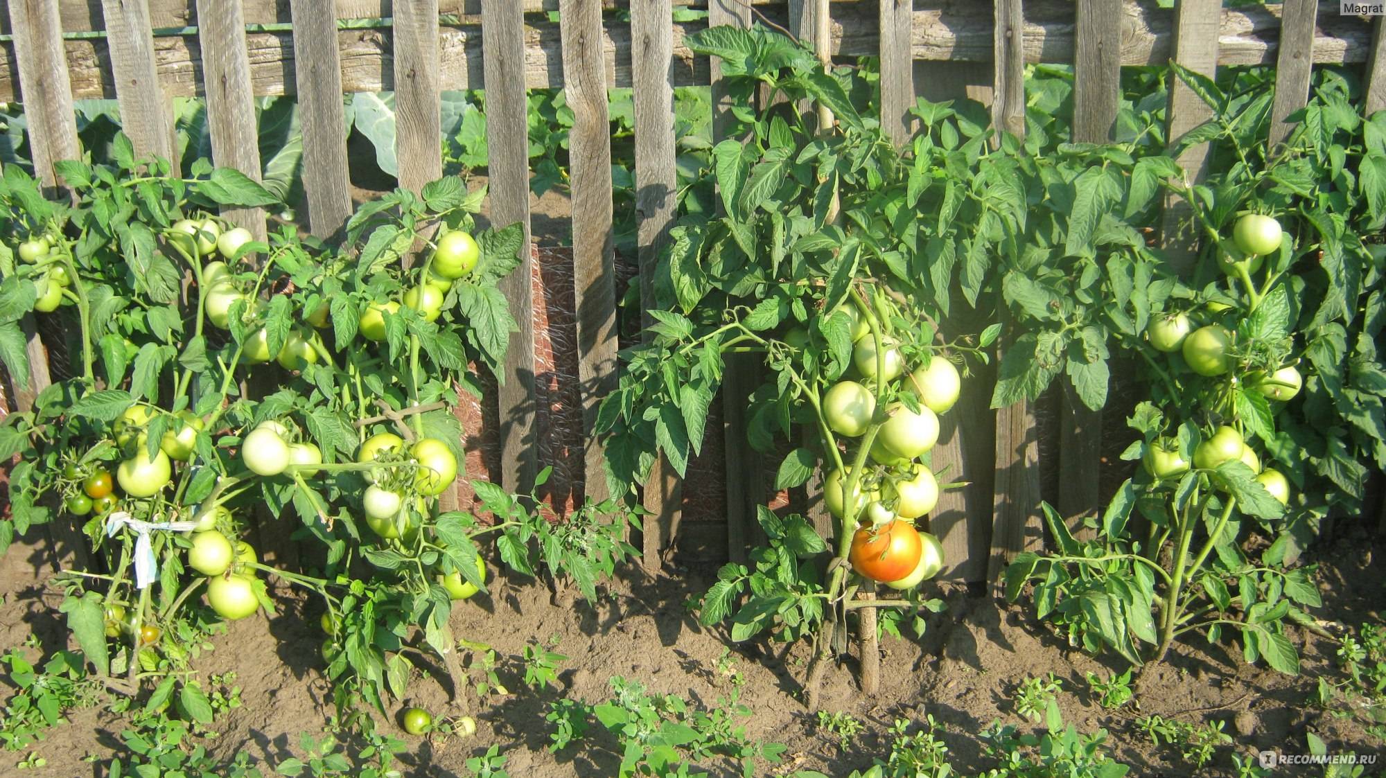 Описание томат сорта топтыжка, его характеристики и выращивание