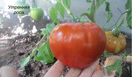 Скороспелка – раннеспелый сорт томата с отменными характеристиками