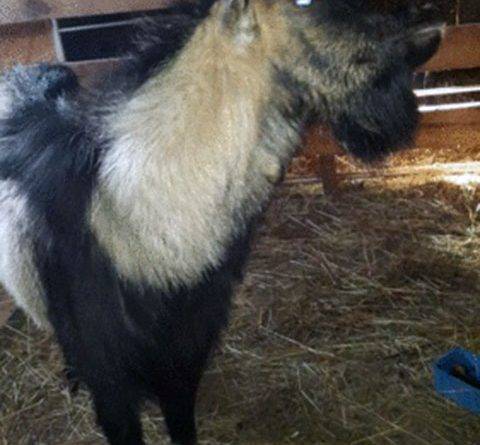Чешская коза: описание, характеристики, условия содержания породы