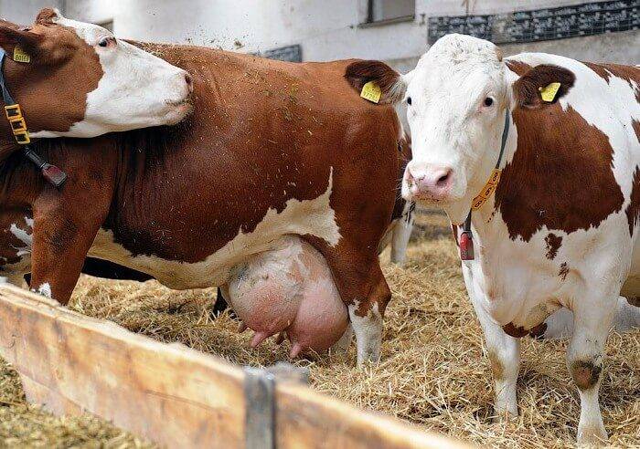 Причины возникновения мастита у коров, симптомы и виды. лечение недуга