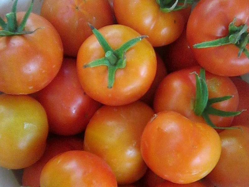 Ранний урожай вам подарит томат «майская роза»: описание и особенности сорта