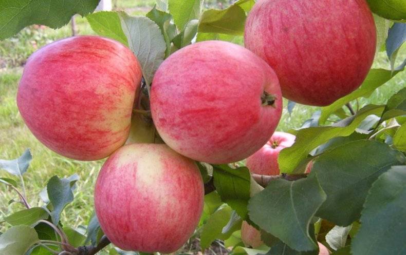 Описание и характеристики сорта яблони Ветеран, посадка, выращивание и уход