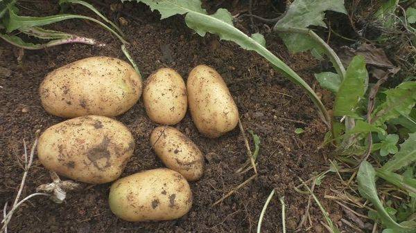 Сидераты перед картофелем. какие сидераты лучше сеять для картофеля осенью? как обработать почву после картофеля: видео