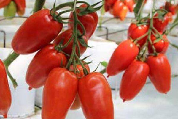 Каталог томатов: сибирская селекция и алтайские сорта